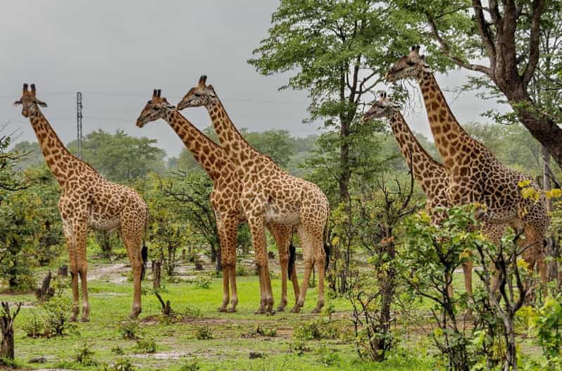 Phezulu 1/2 Day Tour From Durban - Key Points