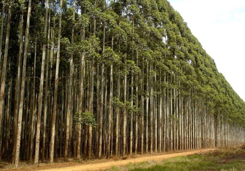 Phezulu Safari Park & Tala Game Reserve Tour From Durban - Tala Game Reserve