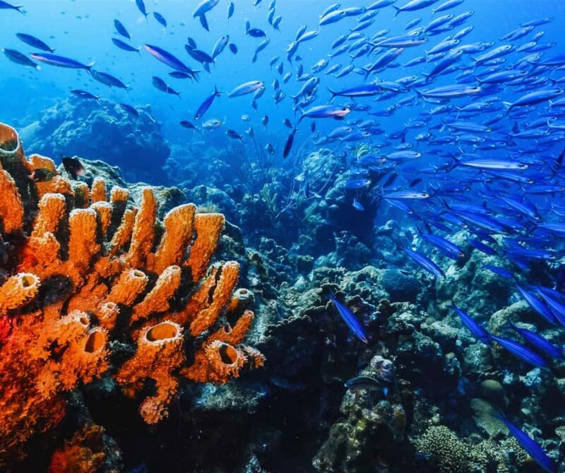 Phi Phi & 4 Islands sunset tour plus bioluminescent plankton - Key Points