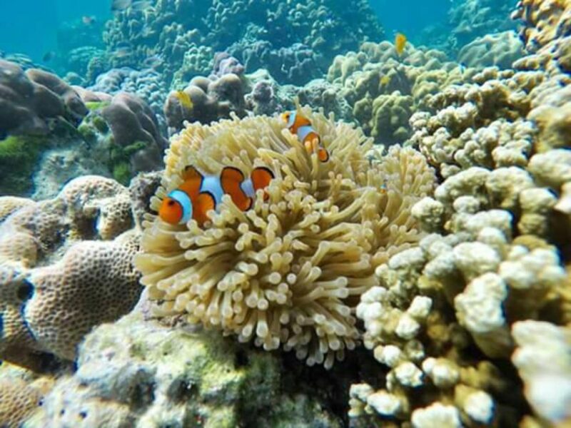 Phi Phi: 4Hrs Bamboo & Phi Phi Tour By Private Longtail Boat - Itinerary Highlights