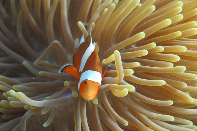 Phi Phi & Bamboo Island Full Day Tour by Premium Speed-Catamaran - National Park Tickets