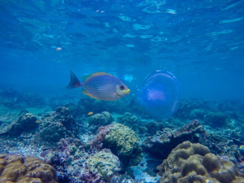 Phi Phi & Bamboo Islands: Premium Day Trip W/ Seaview Lunch - Key Points