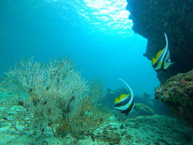 Phi Phi & Bamboo Islands: Premium Day Trip W/ Seaview Lunch - Frequently Asked Questions