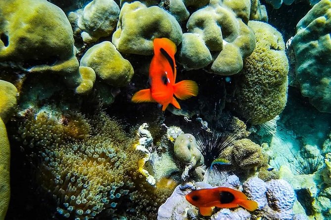 Phi Phi Full Day Tour - Small Group 15 Pax From Krabi - Personalized Local Guide Experience