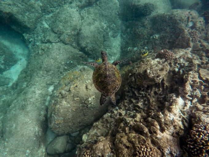 Phi Phi Half Day Tour by Longtail Boat - Inclusions and Important Information