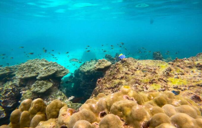 Phi Phi: Highlights Speedboat Tour With Maya Bay & Snorkel - Frequently Asked Questions