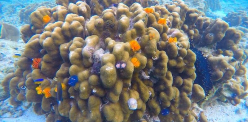 Phi Phi Island: Half- Day Long - Tail Boat Tour - Highlights