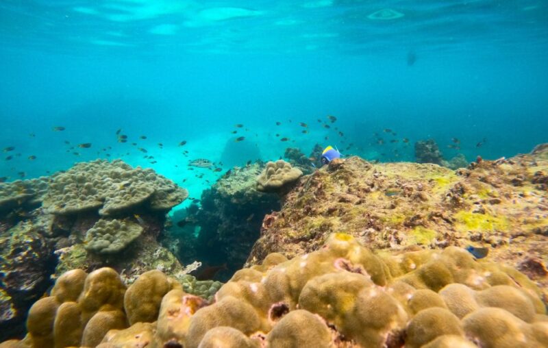 Phi Phi: Luxury Private Longtail Tour to Maya Bay With Lunch - Key Points