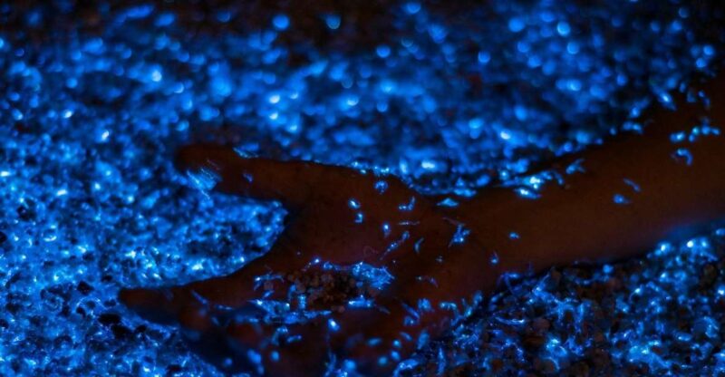 Phi Phi: Private Sunset & Bioluminescent Plankton Boat Tour - Key Points