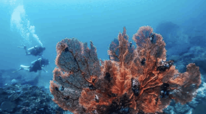 Phi Phi: Scuba Diving With Portuguese Speaking Instructor - Pricing and Booking