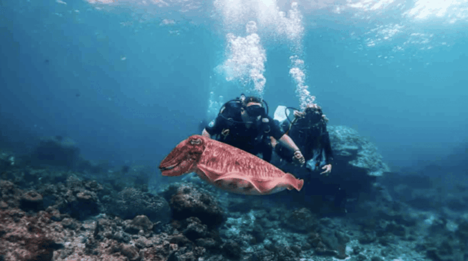 Phi Phi: Scuba Diving With Portuguese Speaking Instructor - Frequently Asked Questions