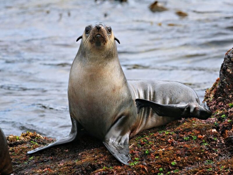 Philip Island: Seal Watching Cruise - Wildlife Sightings and Onboard Amenities