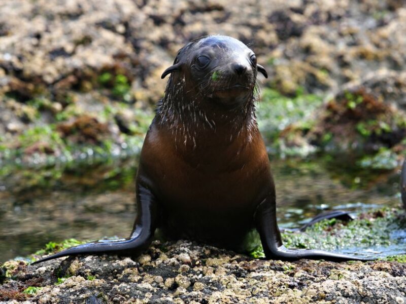 Philip Island: Seal Watching Cruise - Customer Ratings and Feedback