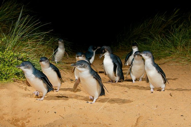 Phillip Island and French Island Wildlife Expedition - Included Tour Features