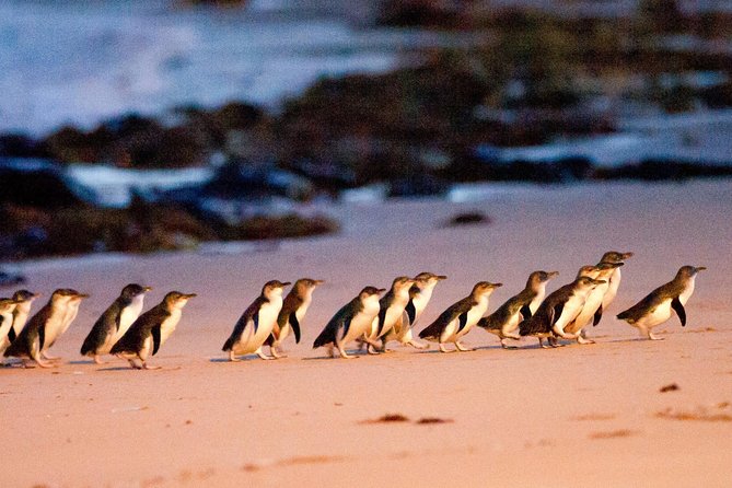 Phillip Island Day Trip From Melbourne With Penguin Plus Viewing Platform - Tour Capacity and Accessibility