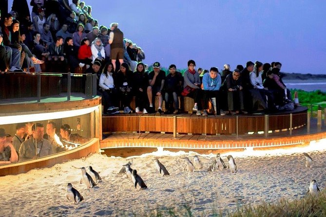 Phillip Island Medium Size Group Tour - Tour Details and Logistics