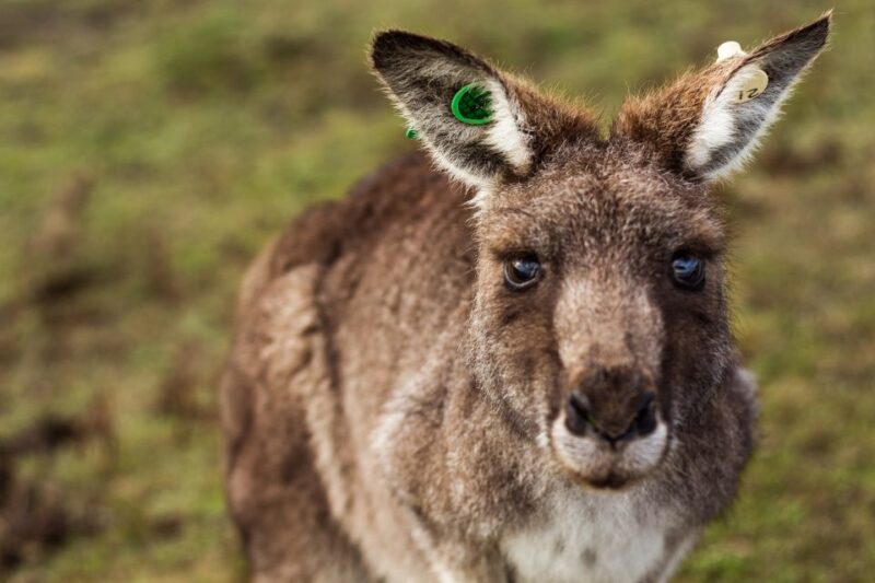Phillip Island: Nature Hike and Penguin Parade With Guide - Hiking at Cape Woolamai