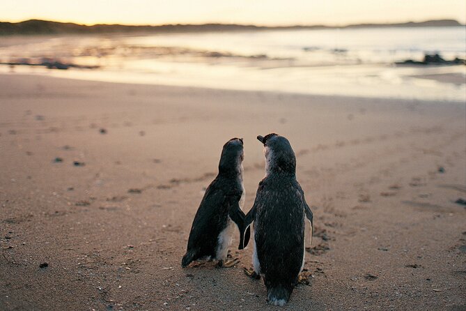 Phillip Island Penguin and Koala Highlights Day-Trip From Melbourne - Tour Booking and Pricing