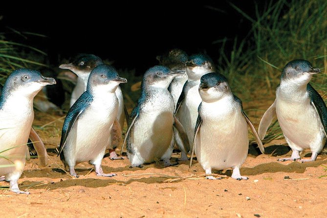 Phillip Island Penguin and Wildlife Tour - Inclusions and Accessibility