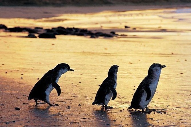 Phillip Island Penguin and Wildlife Tour - Phillip Island Highlights