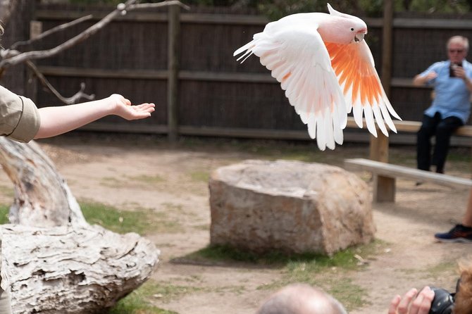 Phillip Island Penguin, Brighton Beach, Moonlit Sanctuary From Melbourne - Reviews and Ratings