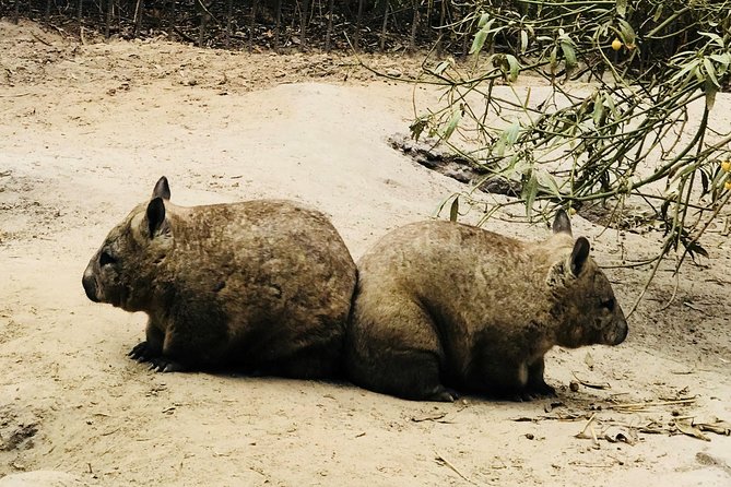 Phillip Island Penguin Parade, Brighton Bathing Boxes and Wildlife Park Tour - Customer Feedback