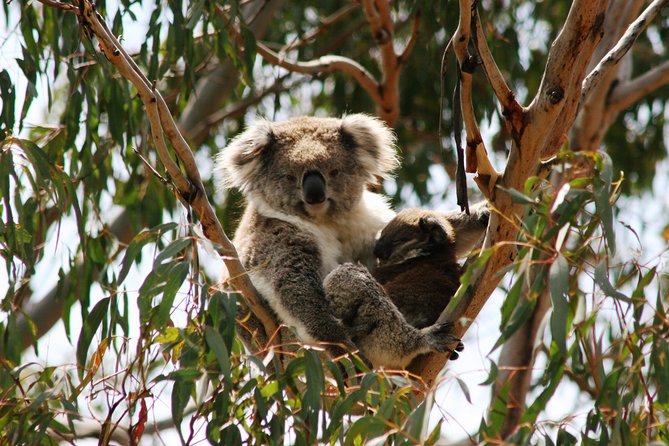 Phillip Island Penguin Parade, Brighton Bathing Boxes and Wildlife Park Tour - Duration and Group Size