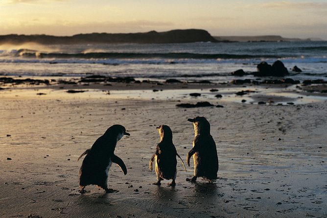 Phillip Island Penguin Parade Day Trip With Koala Conservation Reserve Visit - Meeting and Pickup Information