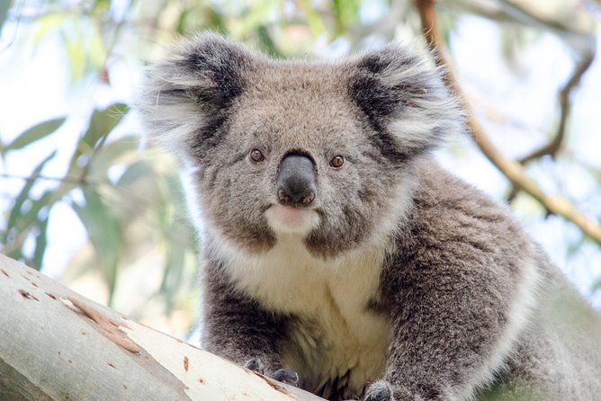 Phillip Island Penguin Parade Day Trip With Koala Conservation Reserve Visit - Whats Included and Excluded