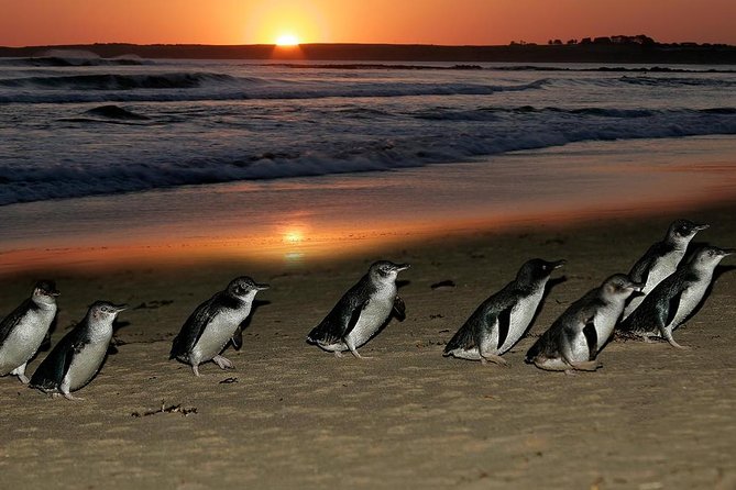 Phillip Island Penguin Parade Day Trip With Koala Conservation Reserve Visit - Traveler Feedback and Recommendations