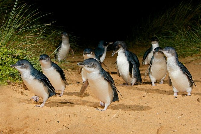 Phillip Island Penguin Parade Day Trip With Koala Conservation Reserve Visit - Explore Phillip Islands Natural Wonders