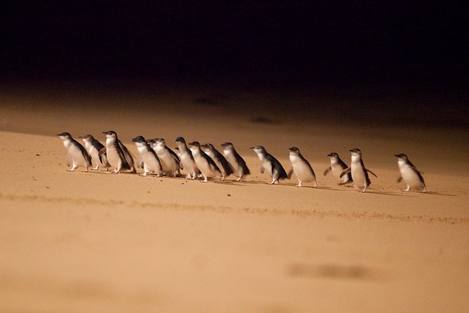 Phillip Island Penguin Parade Express Tour From Melbourne - Nobbies Boardwalk