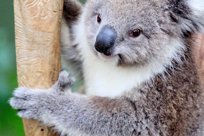 Phillip Island Penguin Parade, Wildlife and Beach Boxes Bus Tour - Tour Overview