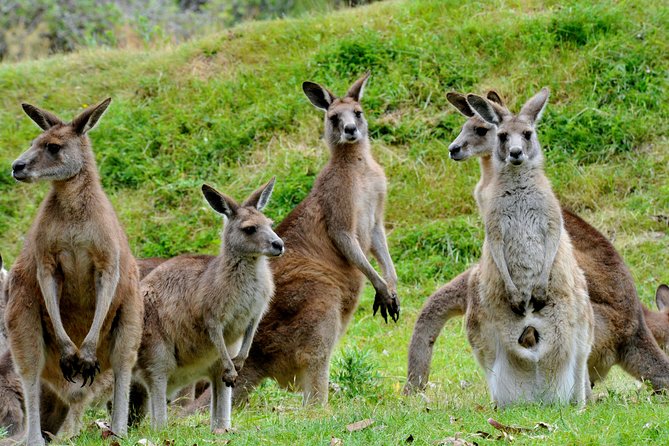 Phillip Island Penguin Parade, Wildlife and Beach Boxes Bus Tour - Inclusions and Logistics