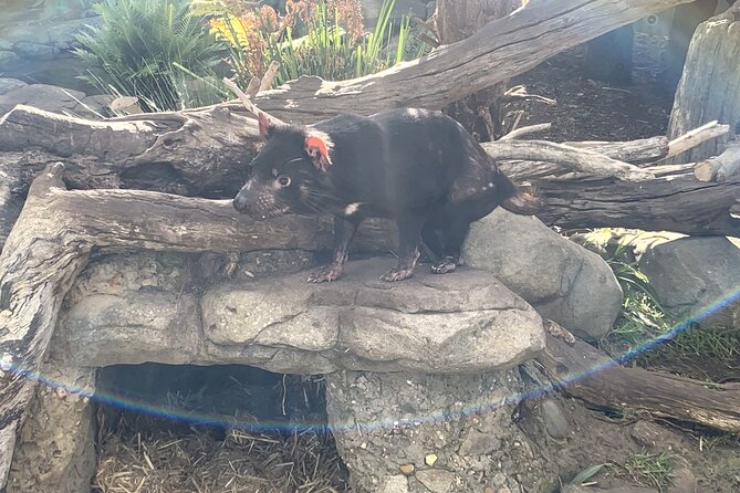 Phillip Island Penguin Parade, Wildlife and Beach Boxes Bus Tour - Traveler Feedback: Positive Experiences