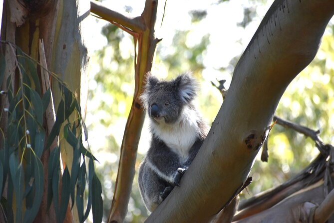 Phillip Island Penguin Parade, Wildlife and Beach Boxes Bus Tour - Tour Pricing and Booking