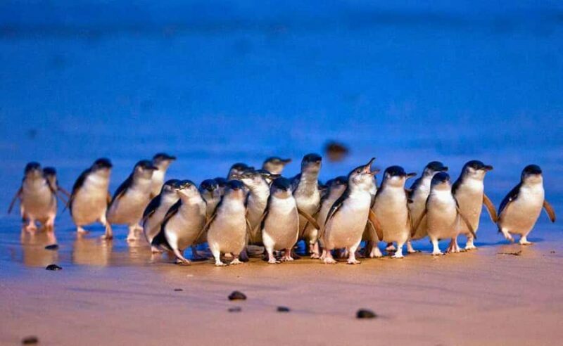 Phillip Island Penguin Parade with Expert Local Guide - Transportation, Comfort, and Group Size