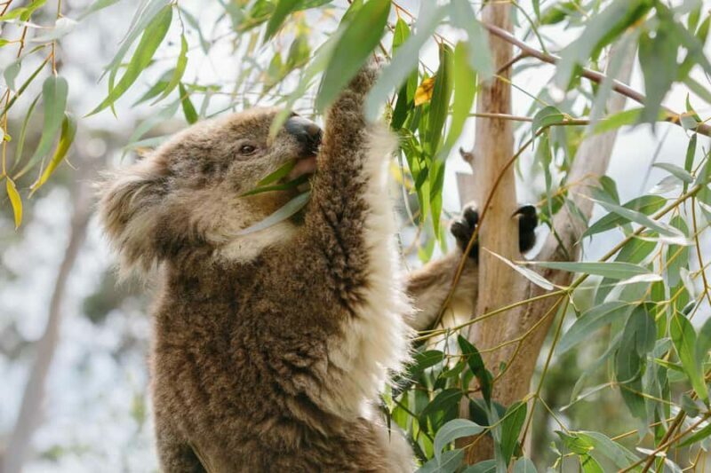 Phillip Island: Penguins and Wildlife Full-Day Tour - Starting Point and Transportation
