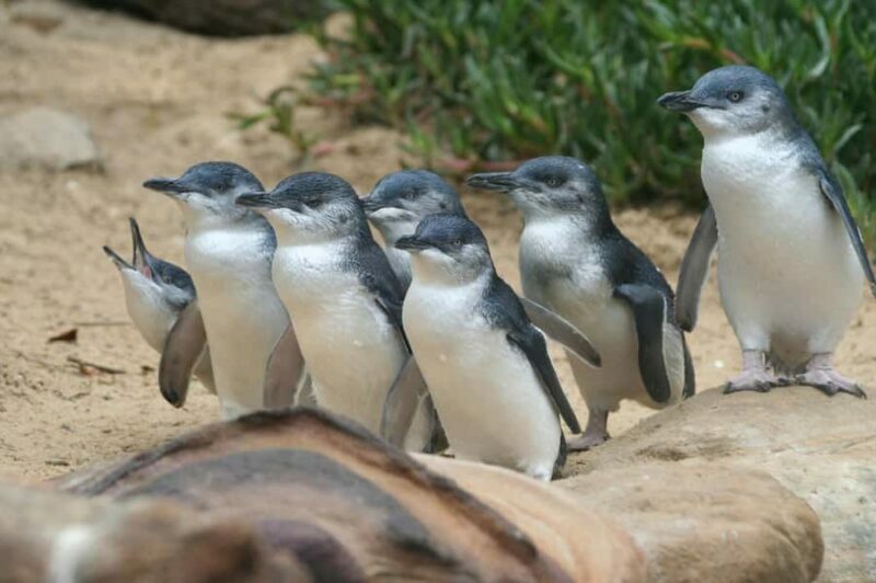 Phillip Island: Penguins and Wildlife Full-Day Tour - The Penguin Parade