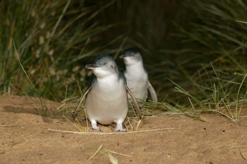 Phillip Island: Penguins and Wildlife Full-Day Tour - Return to Melbourne
