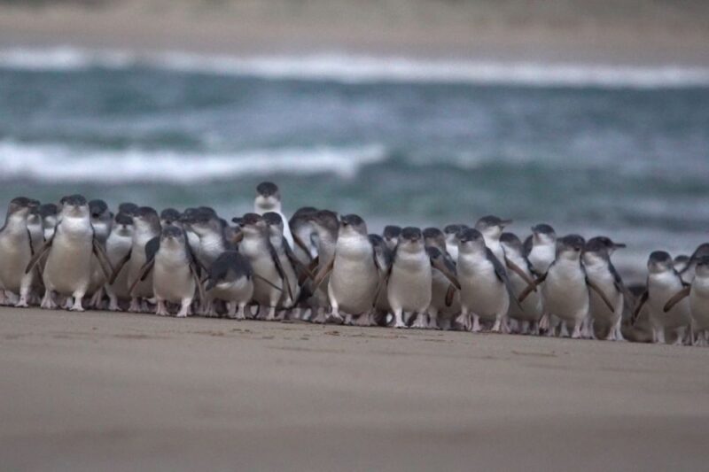 Phillip Island: Penguins and Wildlife Full-Day Tour - Key Points