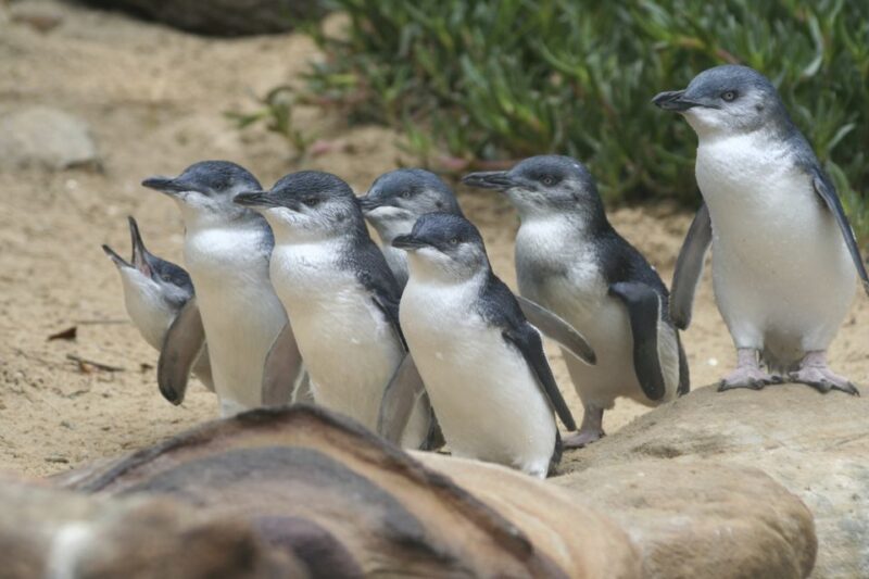 Phillip Island: Penguins and Wildlife Full-Day Tour - Woolamai Beach Exploration