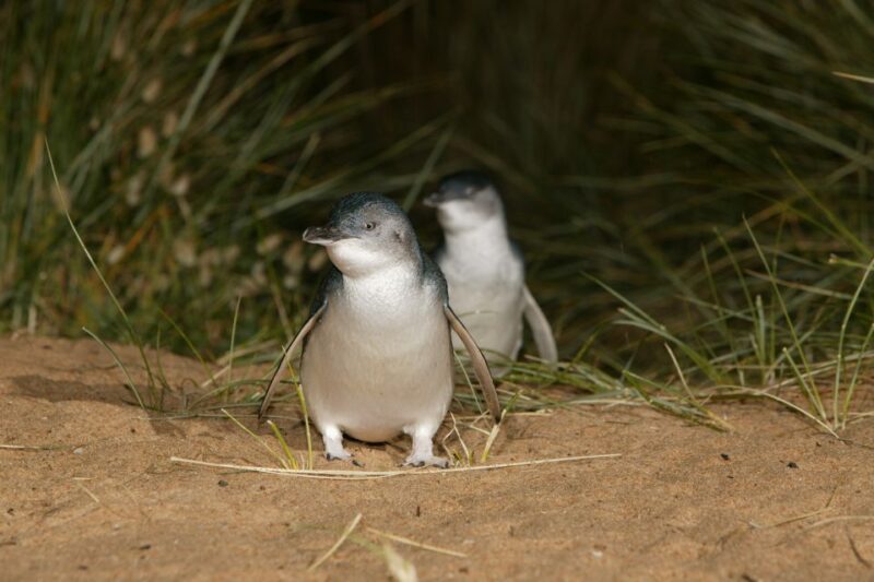 Phillip Island: Penguins and Wildlife Full-Day Tour - Phillip Island Grand Prix Circuit