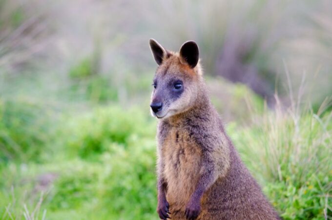 Phillip Island: Penguins and Wildlife Full-Day Tour - Penguin Parade Experience