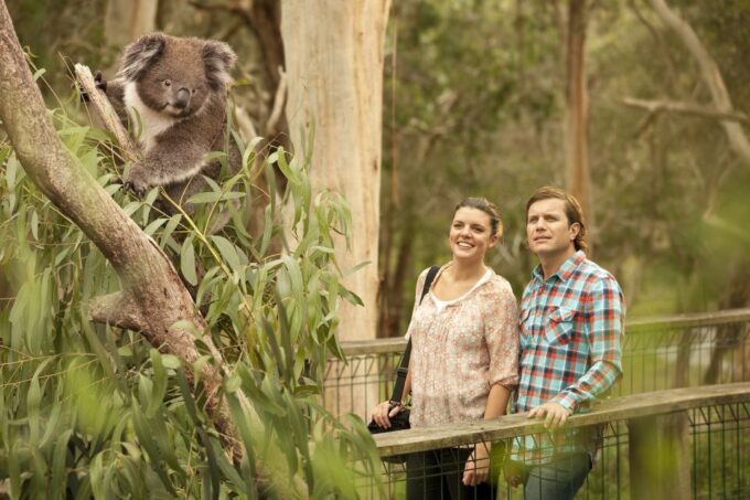 Phillip Island: Penguins and Wildlife Full-Day Tour - Important Information