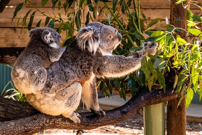 Phillip Island, Penguins, Koalas & Wildlife Tour - From Melbourne - Photography Restrictions