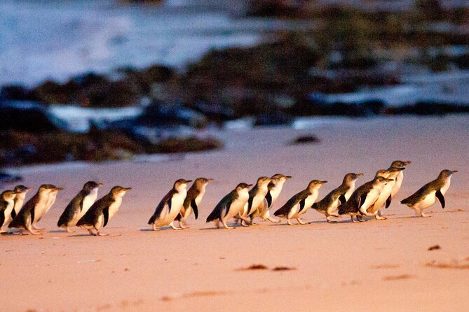 Phillip Island Penguins, Wine Tasting and Dinner From Melbourne - Highlights of the Experience