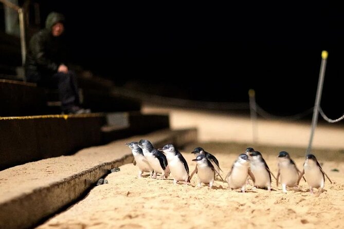 Phillip Island Penguins, Wine Tasting and Dinner From Melbourne - Guest Feedback and Experiences