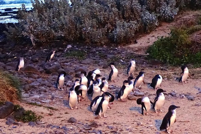 Phillip Island Private Experience - Tour Details