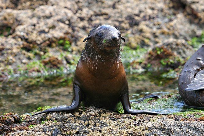Phillip Island Seal-Watching Cruise - Observation of Australian Fur Seals